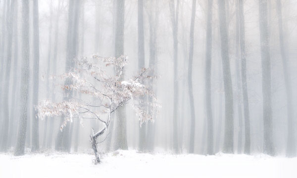 Photograph Peter Svoboda In Front Of The Misty Curtain on One Eyeland