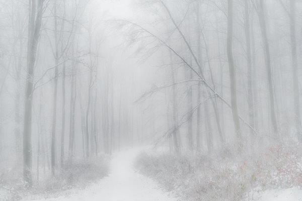 Photograph Peter Svoboda Way To The Mystic Forest on One Eyeland
