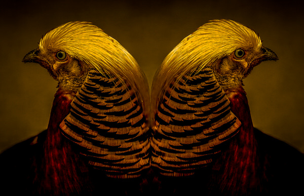 Photograph Yoshitaka Aida Bird on One Eyeland