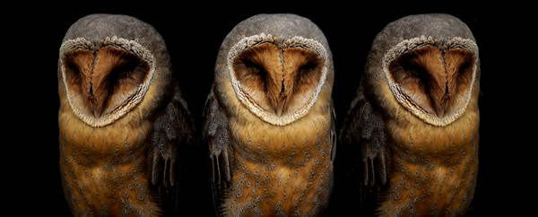 Photograph Yoshitaka Aida Owl on One Eyeland