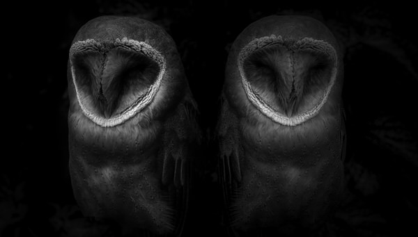 Photograph Yoshitaka Aida Owl on One Eyeland