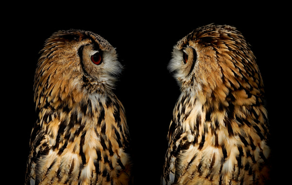 Photograph Yoshitaka Aida Owl on One Eyeland