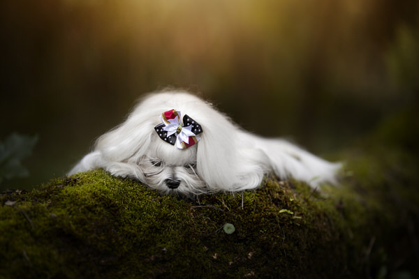 Photograph Alexandre Marques Sleeping Beauty on One Eyeland