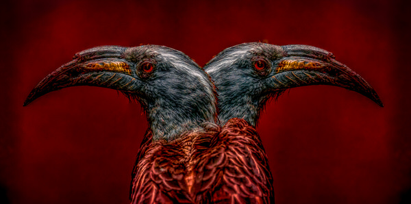 Photograph Yoshitaka Aida Bird on One Eyeland