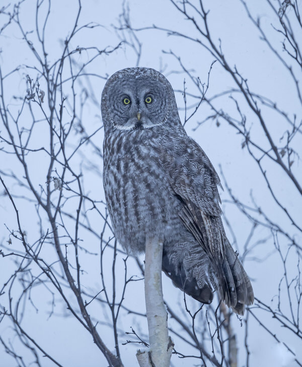 Photograph Shlomo Waldmann Great Grey Owl on One Eyeland