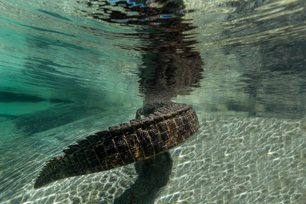 Photograph Russell Satterthwaite Florida Life on One Eyeland