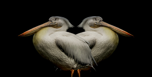 Photograph Yoshitaka Aida Pelican on One Eyeland