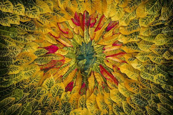 Photograph Junior Luz Amazonia on One Eyeland