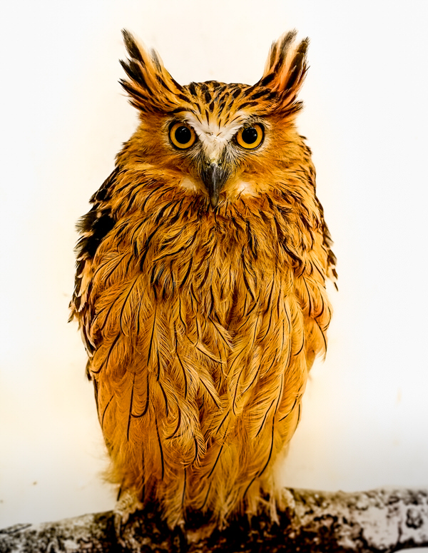 Photograph Yoshitaka Aida Owl on One Eyeland