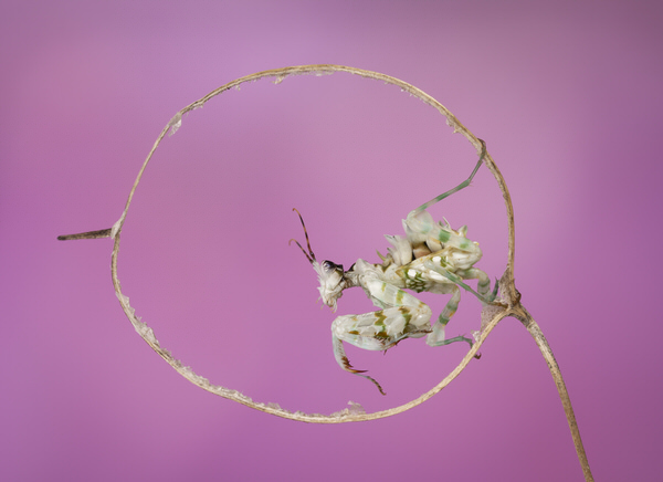 Photograph Angi Wallace In The Loop on One Eyeland