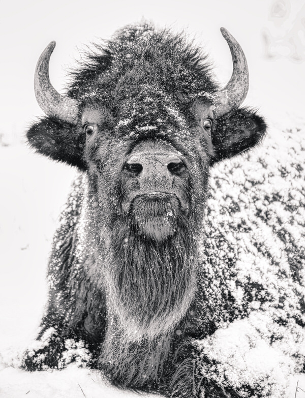 Photograph Larry Hamill Bison on One Eyeland