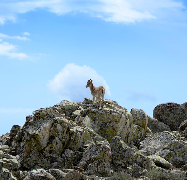 Photograph Juan De Villalba La Cabra on One Eyeland