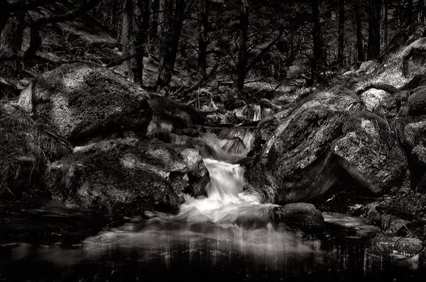 Photograph Juan De Villalba Somewhere In The Forest on One Eyeland