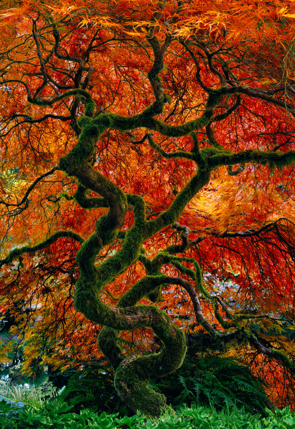 Photograph Peter Lik Infinity Tree on One Eyeland