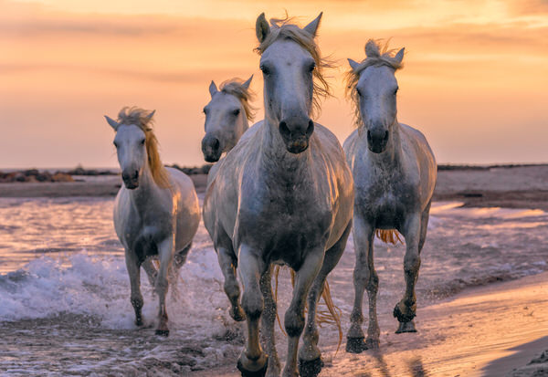 Photograph Peter Lik Running Free on One Eyeland