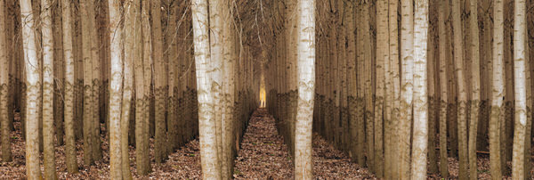 Photograph Peter Lik Endless Forest on One Eyeland