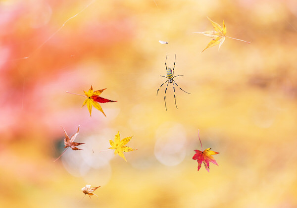 Photograph Kousuke Kitajima Autumn Colors on One Eyeland