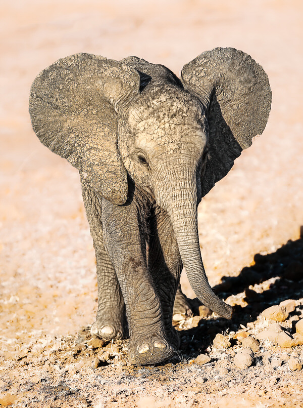 Photograph Ignacio Alvar  Thomas Baby Earth Elephant on One Eyeland