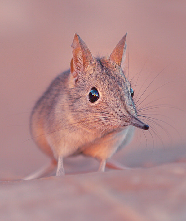 Photograph Ignacio Alvar  Thomas Elephant Mouse on One Eyeland