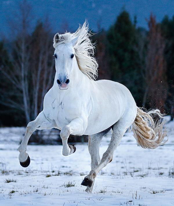Photograph Ignacio Alvar  Thomas Snow On The Snow on One Eyeland