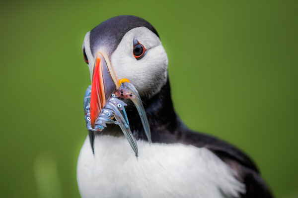 Photograph Jaka Ivancic Full Beak on One Eyeland