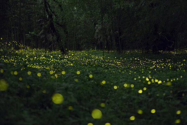 Photograph Kousuke Kitajima Forest Fairy on One Eyeland