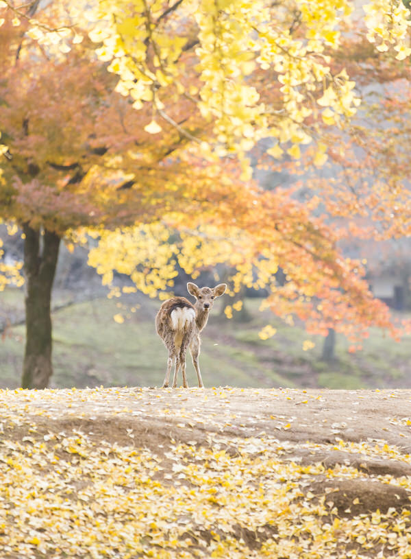 Photograph Kousuke Kitajima Look Back on One Eyeland
