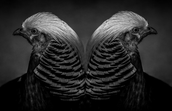 Photograph Yoshitaka Aida Birds on One Eyeland