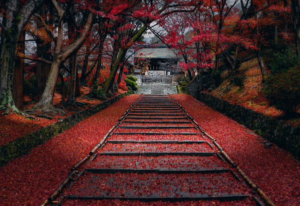 Photograph Peter Lik Timeless Beauty on One Eyeland