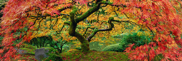 Photograph Peter Lik Autumn Spirit on One Eyeland