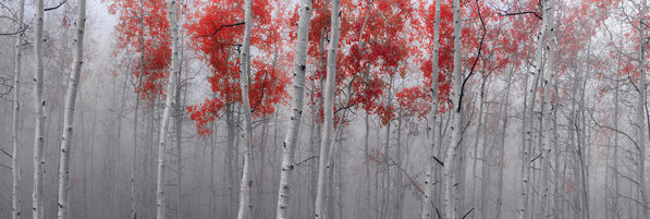 Photograph Peter Lik Scarlet Moods on One Eyeland