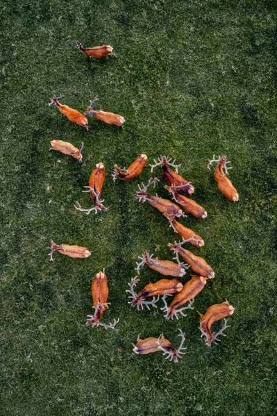 Photograph Tomas Neuwirth Deer From Above on One Eyeland