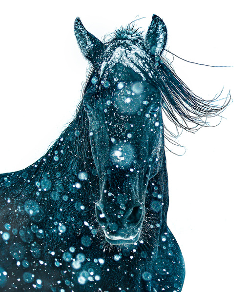 Photograph Ignacio Alvar  Thomas Black And White Equine Universe on One Eyeland