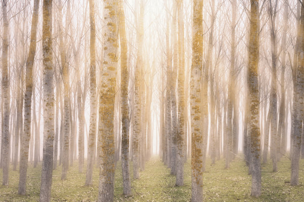 Photograph Jorge Gonzalez Herrera Te Sigo Buscando on One Eyeland