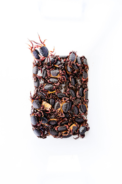 Photograph Anthony Rayburn Crab Bucket on One Eyeland