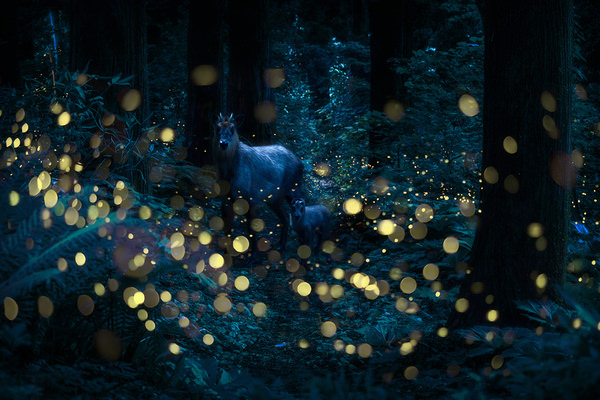 Photograph Kazuaki Koseki Summer Night Antelope on One Eyeland