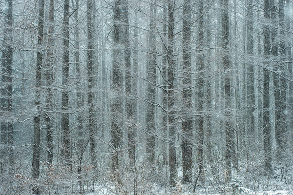 Photograph Kazuaki Koseki Quiet Early Winter Forest on One Eyeland
