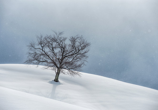 Photograph Kazuaki Koseki White Tree on One Eyeland