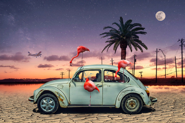 Photograph Christian Marcel Flamingos Ate My Car on One Eyeland