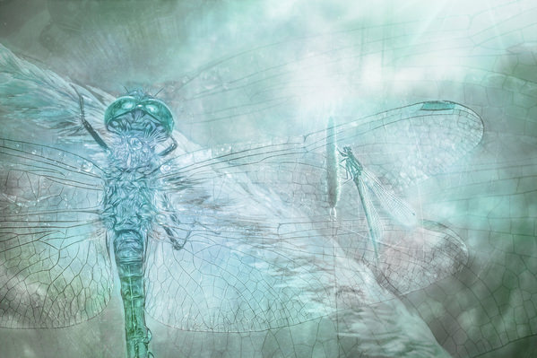 Photograph Angi Wallace Damselfly And Dragonfly on One Eyeland