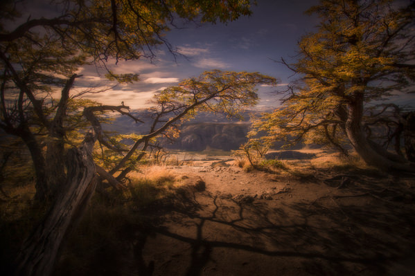 Photograph Peter Svoboda Trees Of Patagonia on One Eyeland