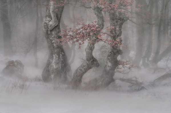 Photograph Peter Svoboda Trees In The Blizzrad on One Eyeland