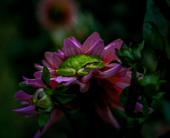 Photograph Yoshitaka Aida Green Fro And Dahlia on One Eyeland
