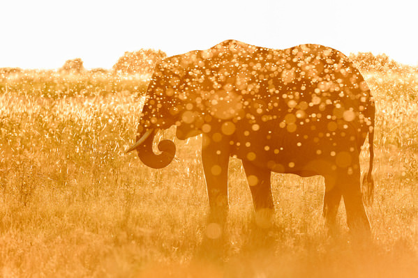Photograph Karin De Winter Cote D Or Elephant on One Eyeland