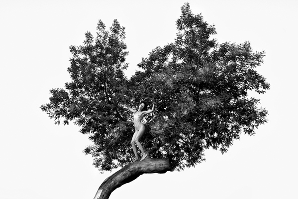 Photograph Roberto Manetta Mimosa Tree on One Eyeland