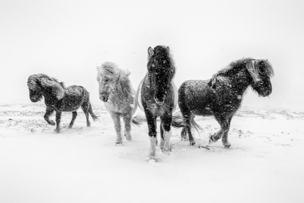 Photograph Brynjar Agustsson Horses on One Eyeland