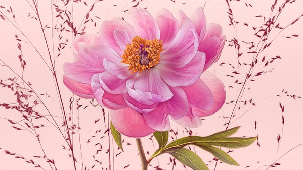 Photograph Duschan Tomic Pink Peony on One Eyeland