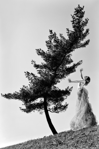 Photograph Roberto Manetta The Pine Tree on One Eyeland