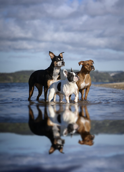 Photograph Alexandre Marques Ziva Duda And Kiara on One Eyeland