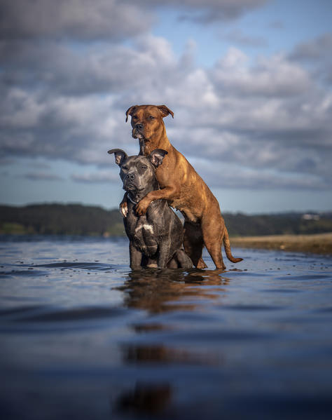 Photograph Alexandre Marques Kiara And Chester on One Eyeland